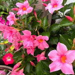 Mandevilla Plant Live, 4 to 7 Inc Tall Seedling, Pink Mandevilla Vine Plants, Perennial Flower Mandevilla Starter Plant Indoor Outdoor Planting