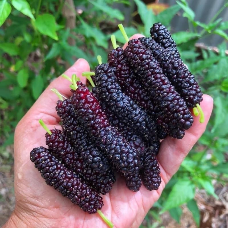 2 Mulberry Plants Live to Grow, 5-9 Inch Height, Sweet Mulberry Trees Live Seedlings, Edible Mulberries Fruit Plant to Grow Your Garden, No Pot (Pakistan Mulberry)