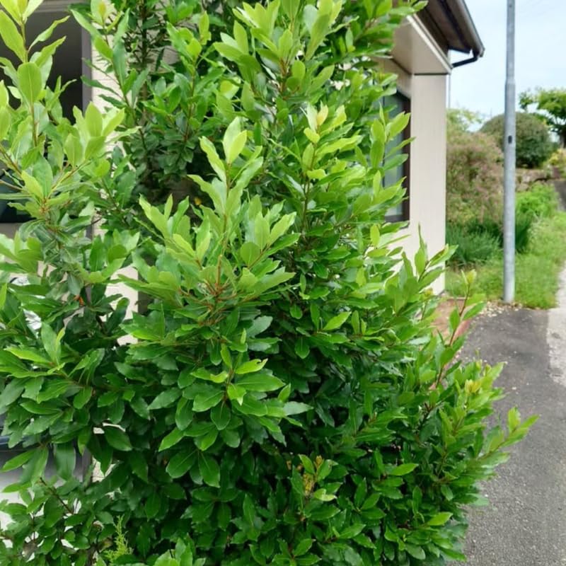 Laurus Nobilis Bay Laurel Tree Live Plant, 5 to 7 Inches Long, Sweet Bay Leaf Plant Live for Gardening