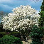 Star Magnolia Tree Live Plant in 1 Gallon Pot, 1-2 Feet Tall, 2 Years Old Well-Rooted Tree, Cold Hardy, Magnolia Shrub for Spring Planting, Fast-Growing