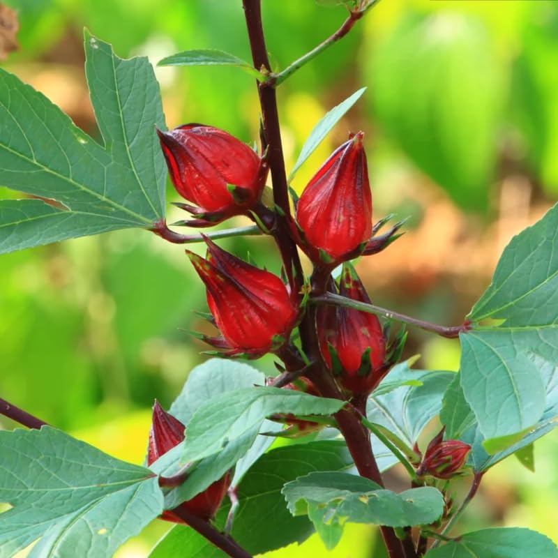 2 Sabdariffa Roselle Hibiscus Plants Live 4-8 Inch Tall, in 4 Inch Pot, Jamaican Sorrel Red Hibiscus Flowers Plants