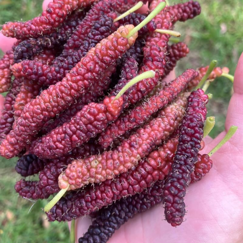 Mulberry Plant Live for Planting, 5 to 8 Inch Tall, Sweet Mulberry Tree Live Plant, Edible Mulberries Fruit Seedling for Gardneing, No Pot (Pakistan Mulberry)