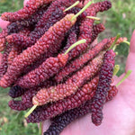 2 Mulberry Plants Live to Grow, 5-9 Inch Height, Sweet Mulberry Trees Live Seedlings, Edible Mulberries Fruit Plant to Grow Your Garden, No Pot (Pakistan Mulberry)