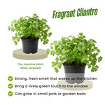 Live Cilantro Plant in 4'' Pot, Fresh Culinary Herb, Herbs for Indoor and Outdoor Gardens Planting