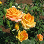 Rose Live Plant for Planting, Rose Bush Ready to Plant, 5-8 Inch Tall, Fragrant Rose Flowers (Gold)