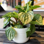 Green Peperomia Live Plant 4 Inch, Live Starter Peperomia Plant, Rare Indoor Houseplant, Low Maintenance Compact Houseplant