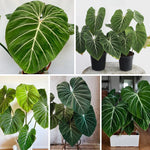 Gloriosum Philodendron Plant Live, Rare Tropical Variegated Live Indoor Houseplant, Starter Plants No Pot, 5-9" in Tall