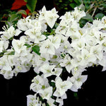 Combo 2 Bougainvillea Plants Live Trees, Outdoor Bougainvillea Plant for Trailing Flowering Vines or Bush Tree, 5-10” Tall, Well-Rooted Bougainvillea White