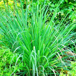 2 Lemon Grass Live Plant, Live Lemon Grass, Lemon Grass Plants, Lemongrass Plant, Live Lemongrass Plant