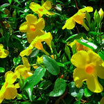 3 Yellow Mandevilla Plants Live, 5-10” Tall Flowering Mandevilla Vines for Trellis, Outdoor Patio, Garden Pots, Trailing Mandevilla Seedlings