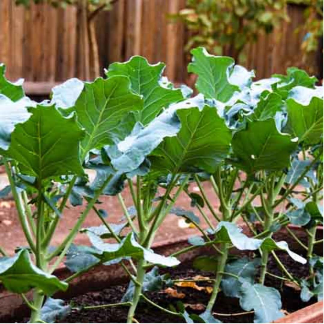 Cauliflower Plant Live, 4 to 6 Inc Tall in Height, Live Cauliflower Plant Gardening, 4 Inc Potted Vegetable Plant Live Planting