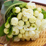 2 Grand Duke of Jasmine Plants Live, Blooming Jasmine Live Plants, 5 to 7 Inches Tall