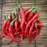 Red Pepper Plants Live for Planting, in 4" Pot, Hot Chili Pepper for Indoor and Outdoor Growing