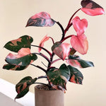 Pink Philodendron Plant Live, Rare Tropical Variegated Live Indoor Houseplant, Starter Plants No Pot, 5-9" in Tall