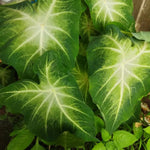 Set 2 Caladium Plants, Mix Caladium Houseplant Live 4-6 Inches Tall, Garden and Container Growing (Green)