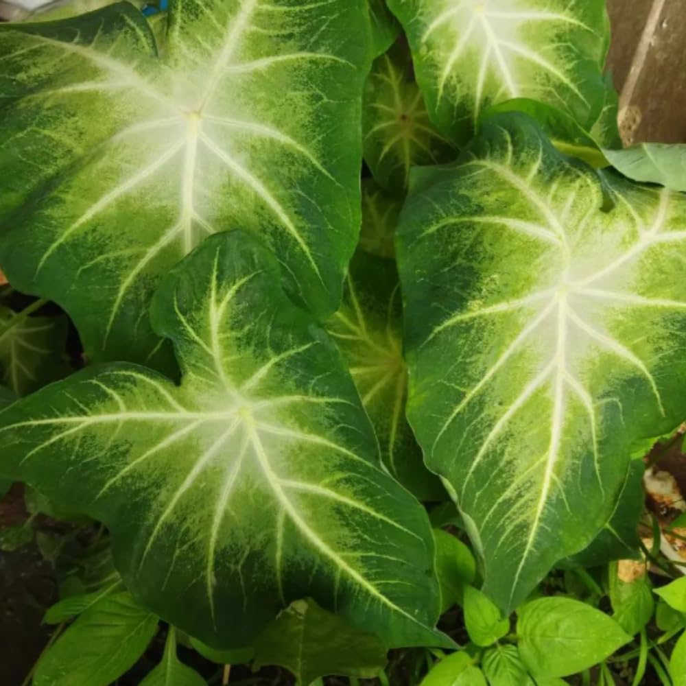 Set 2 Caladium Plants, Mix Caladium Houseplant Live 4-6 Inches Tall, Garden and Container Growing (Green)