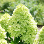 Hydrangea Bush Tree Plants Live, 5-9" Tall, No Pot, Dormant in Winter, Change Color Perennial Planting Indoor Outdoor, Long Lasting Blooms Flower (Lime Green to Pink)