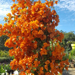 2 Orange Bougainvillea Plants Live, Flowering Bougainvillea Vine for Outdoor Garden or Trellis, 5-9 Inch Tall, Very Hardy