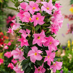 2 Pink Mandevilla Live Plants, Flowering Mandevilla Plants, 5-9” Tall, Mandevilla Trellis Vines for Outdoor Garden and Containers
