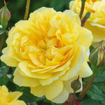 Rose Plant Live, Fragrant Heirloom Flower Bush, 5-10 Inch Tall, Grows as Climbing or Shrub for Outdoor Garden, No Pot (Yellow Rose)