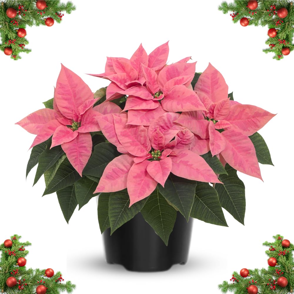 2 Poinsettia Plants Live, Peach Poinsettia Flowers Christmas Decorations, Holiday Houseplant, Poinsettias Trees Plants, No Pot, 5-9" Tall