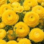 25 Ranunculus Bulbs for Spring Planting, Perennial Flowers Bulbs for Gardens, Vibrant Peony Buttercup Corms for Outdoor Borders (Yellow Ranunculus)