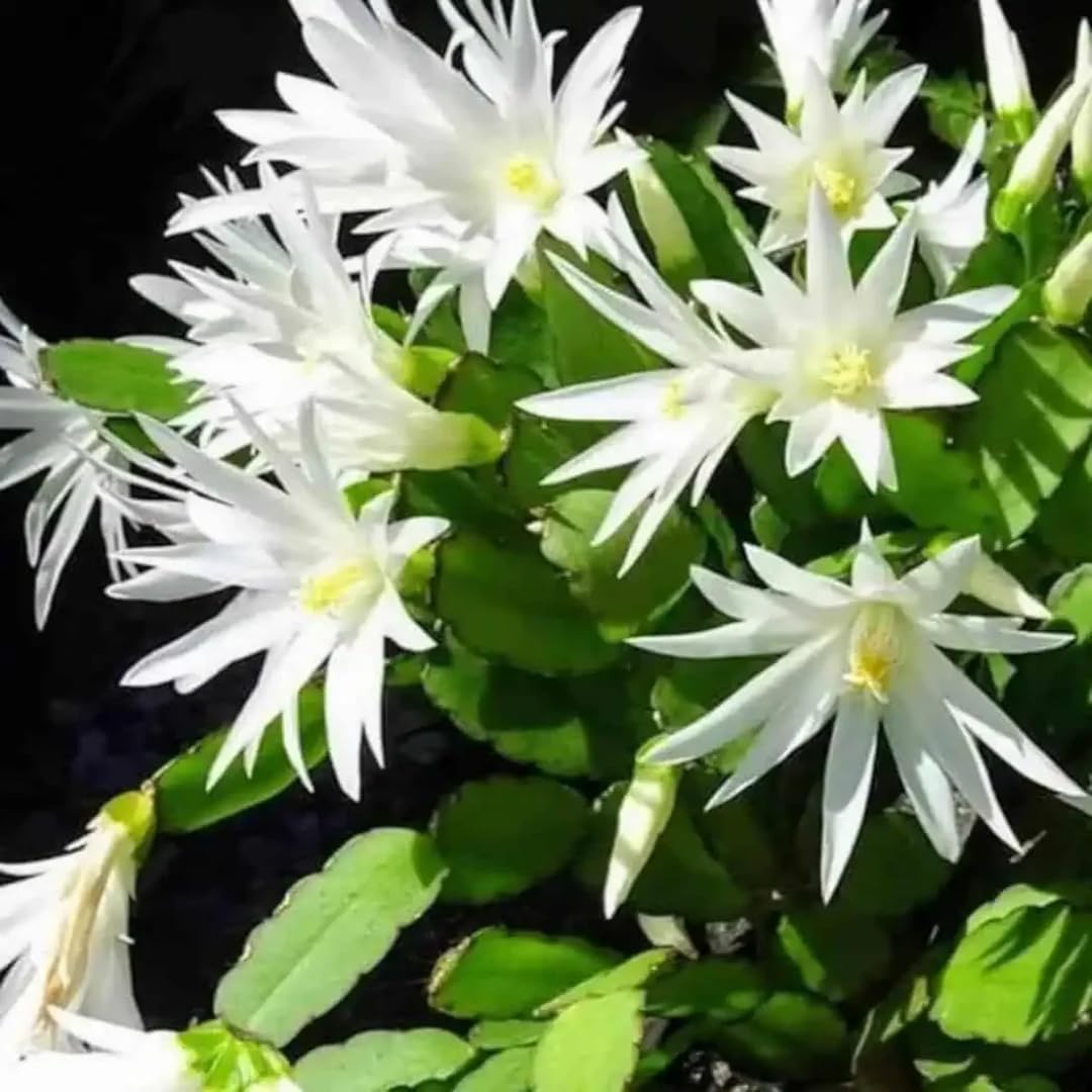 Easter Cactus Plants Live, Spring Bloom, Cold Hardy, 5-9" in Tall, No Pot, Starter Holiday Cactus Plant for Indoor Outdoor Houseplants (White)