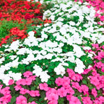 Set of 2 Impatiens Plants Live, 3-5" Tall Flowering Clumps, Random Color Impatiens Flowers Live Plants for Outdoor Garden, Patio, Containers