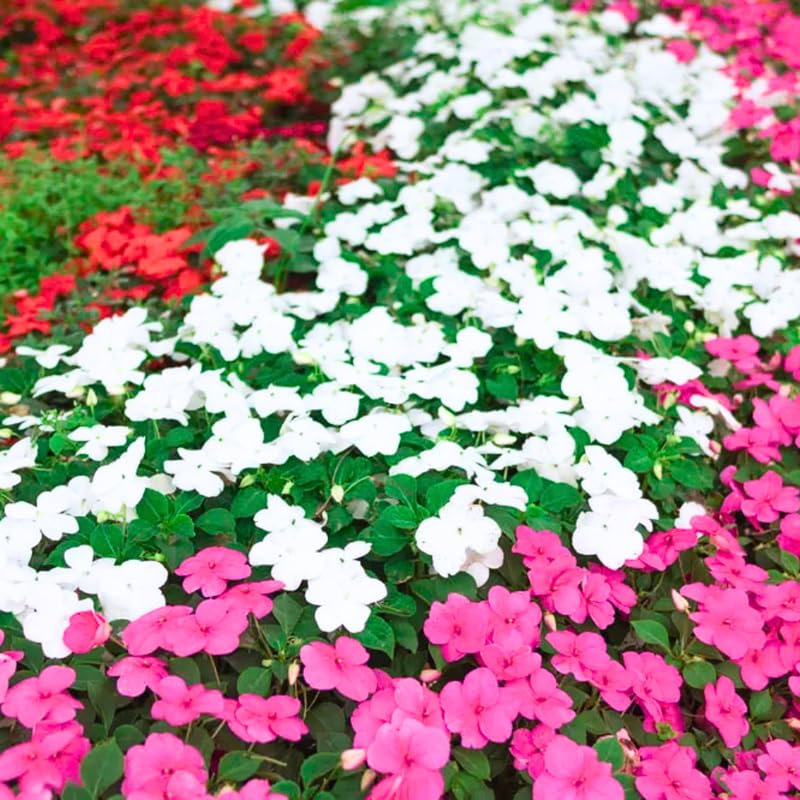 3 Impatiens Plants Live, Random Color Impatiens Flowers for Outdoor Garden, Clumps 3-5" Tall, in Pot