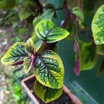 4 Purple Plectranthus Swedish Ivy Plants Live Houseplant, in 4 Inch Pots, Swedish Ivy Live Plant, Swedish Ivy Mint Starter Plants, 4-6" Height