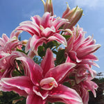 3 Double Pink Lily Bulbs for Planting, Lilies Flowers Bulbs for Gardening, Large Bulb