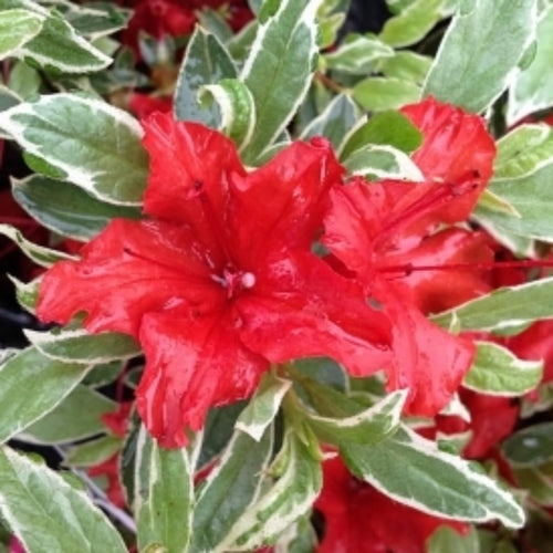 2 Azalea Plants Live 5-9" in Tall, Silver Rhododendron Tree Live Plants Like, Established Root, Vibrant Bloom, Red Variegated
