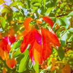 Set 5 of 1 Year Old Sassafras Tree Live Plant Bare Root, Fragrant, 12-18" Yellow Red Color in Fall, Seedling Sassafras Plants