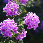 Set 4 Trailing Lantana Plants Live for Planting, Fragrant Lantana Live Plant to Grow Indoor Outdoor, Lantana Flowers Perennial, 4-8" Tall (Purple Lantana)