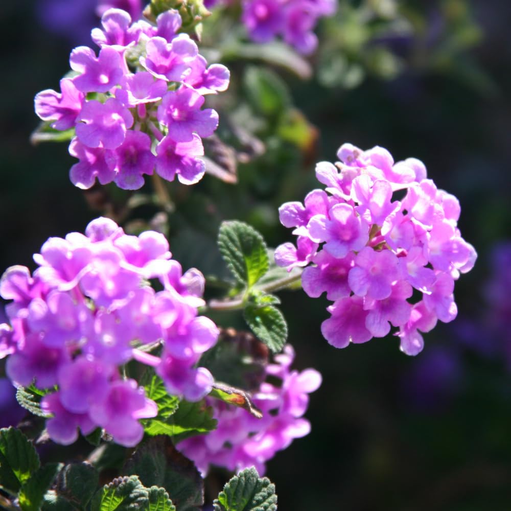 Pack 4 Lantana Plants Live for Planting Indoor Outdoor, 4-8" Tall, Fragrant Lantana Live Plant, Trailing Lantana Flowers Perennial, No Pot (Purple Lantana)