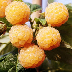 Pack 4 Raspberry Plants Live, 5 to 8 Inch Tall, Sweet Raspberry Bush Live Plants, Raspberries Fruit Seedlings, No Pot (Fall Gold Raspberry)