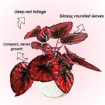 Begonia Live Plant, Begonias Live Plant, Rare Begonias Plants, 5-7 Inches in Height for Indoor Houseplant (Red Begonia)