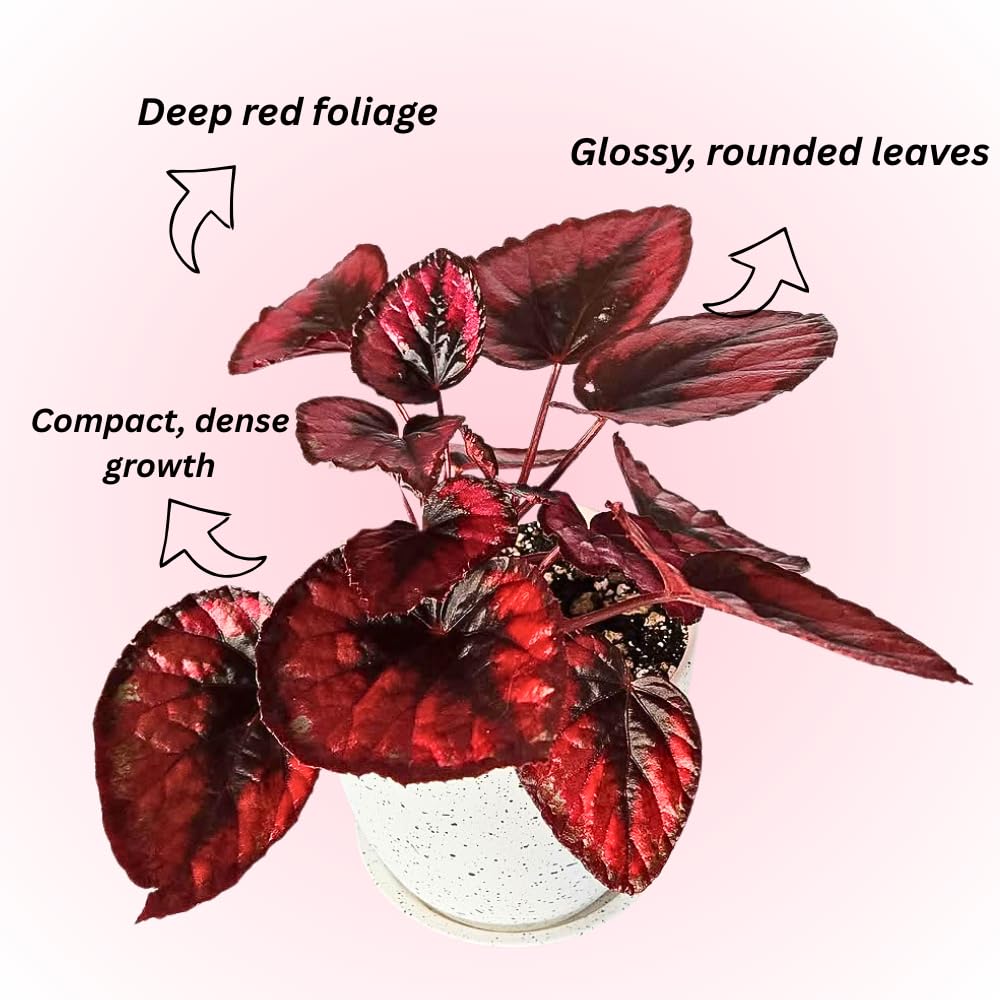 Begonia Live Plant, Begonias Live Plant, Rare Begonias Plants, 5-7 Inches in Height for Indoor Houseplant (Red Begonia)