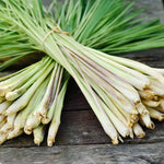 2 Lemongrass Live Plants, Well Rooted 8-10 Inch Tall, Fragrant Lemon Grass Herb for Growing in Container or Garden