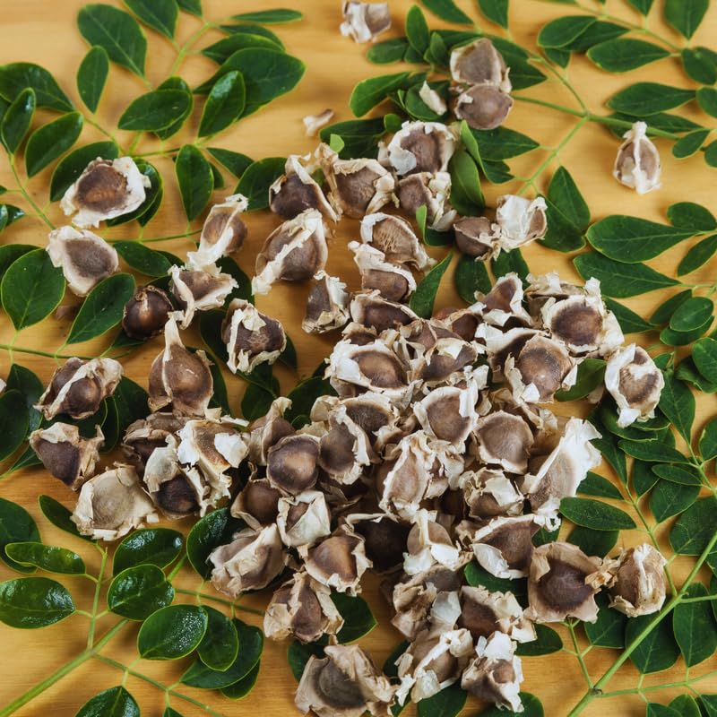 2 Moringa Plants Live, Dwaft Moringa Trees Plants Live Gardening, 6 to 8 Inches