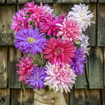 Set 2 Hardy Aster Plants Live, Perennial Aster Flowers for Planting Outdoor, Container, Garden 4-8 Inches - Assorted Blooms