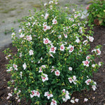 Live Rose of Sharon Plant 6-13" Tall, Althea Hibiscus Bush Well Rooted, Hardy Fragrant Hibiscus Syriacus Flowering Plant - White Blooms