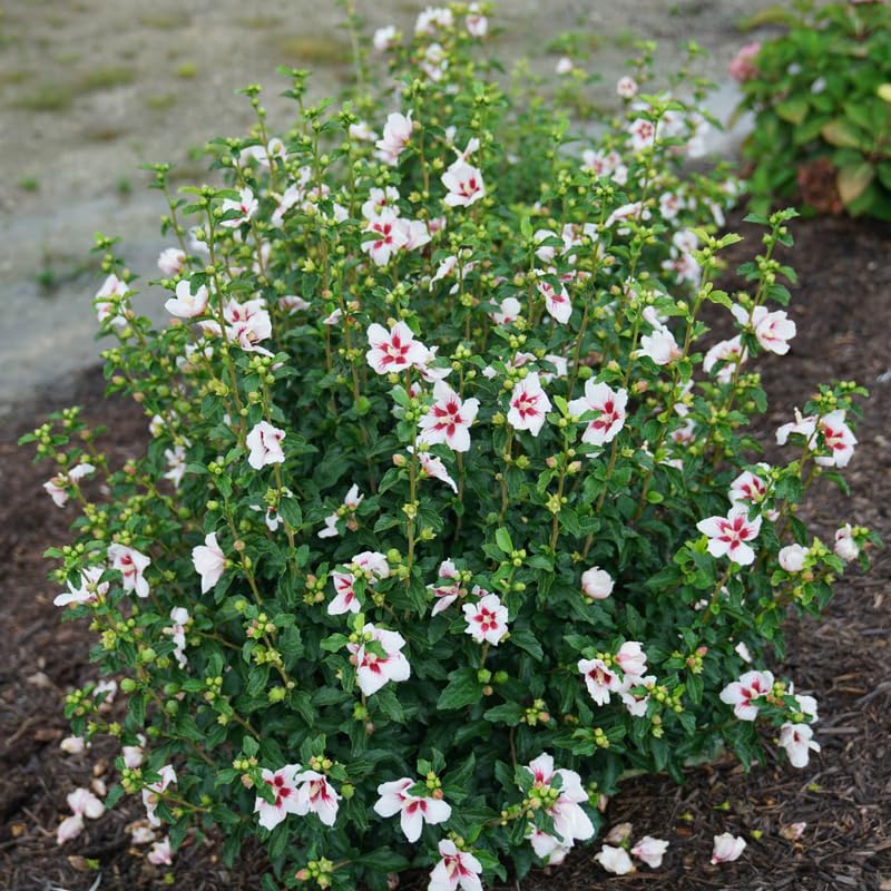 Live Rose of Sharon Plant 6-13" Tall, Althea Hibiscus Bush Well Rooted, Hardy Fragrant Hibiscus Syriacus Flowering Plant - White Blooms