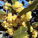 Sweet Bay Leaf Live Plants Trees, Laurus Nobilis Bay Leaf Tree, Bayleaf Plant, Size 5 to 12 Inches Tall, No Pot