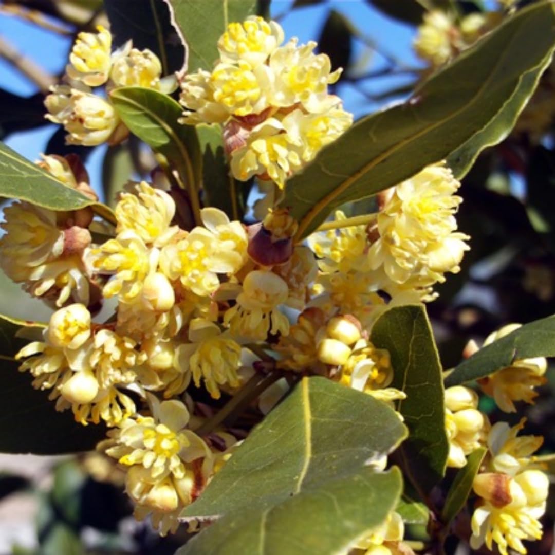 Sweet Bay Leaf Live Plants Trees, Laurus Nobilis Bay Leaf Tree, Bayleaf Plant, Size 5 to 12 Inches Tall, No Pot