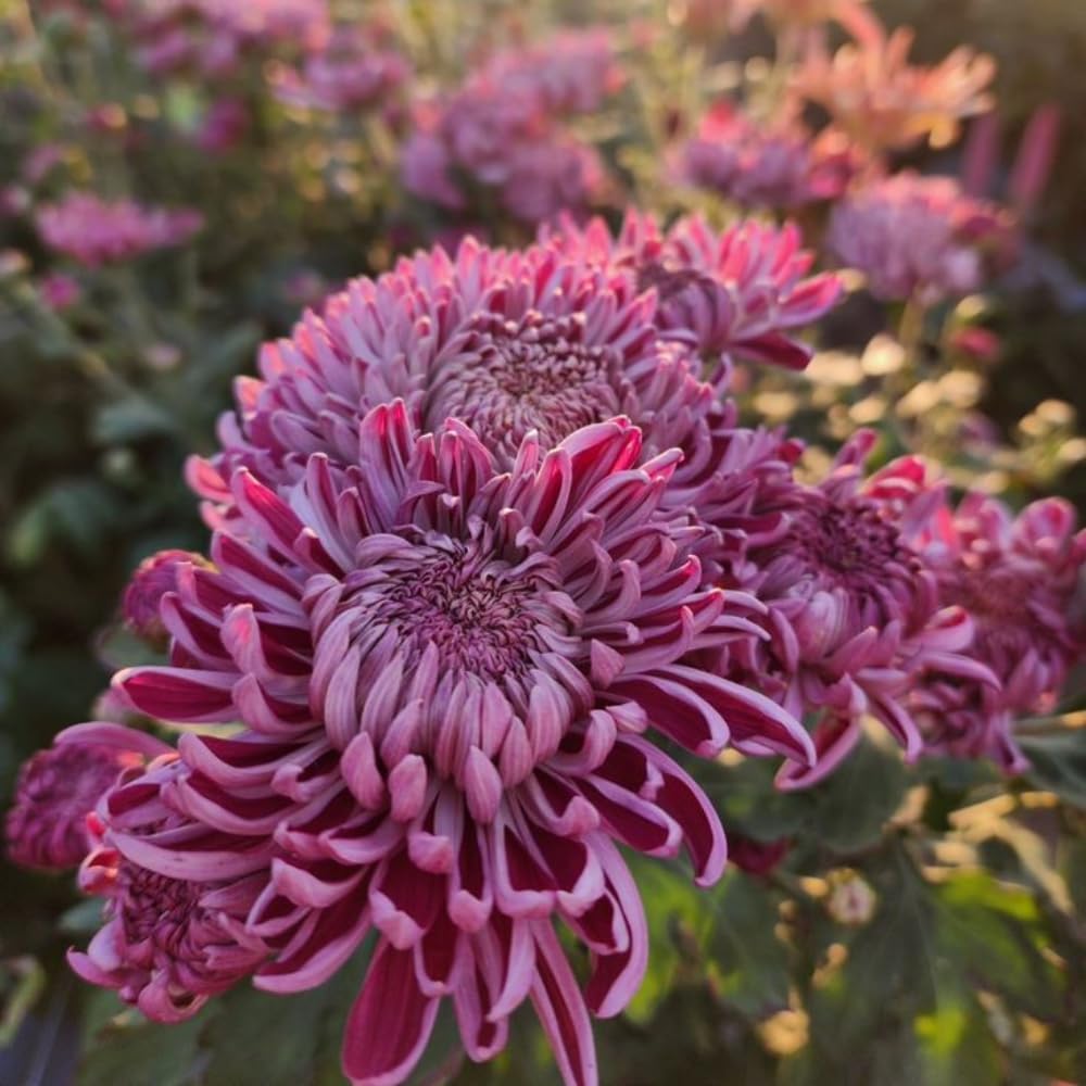 Pack 2 Mums Plants Live, Dark Purple Mums Plants, 3-6" Tall Mum Plant for Garden, Perennial Flowers Chrysanthemum Mum Starter Plant