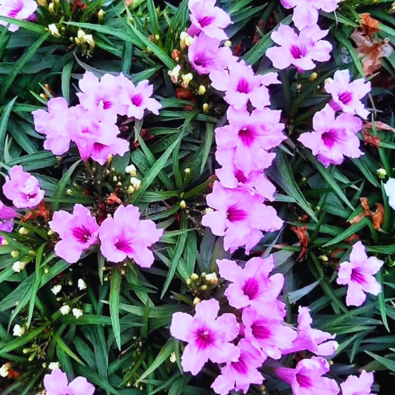 5 Pink Mexican Petunia Plants Live, 5-8" Tall Ruellia Simplex Hardy Petunia Seedlings for Outdoor Garden, Borders, Containers