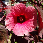 Hibiscus Plants Live, 02 Cranberry Hibiscus Live Plants, Pink Hibiscus Plants, 4 to 6 Inches Tall, Hibiscus Flowers Plants for Gardening Outdoor Indoor