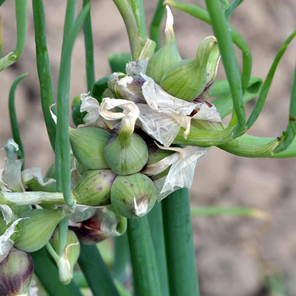 Set 20 Walking Onions Bulbs for Planting, Heirloom Perennial Onion Bulb, Large Egyptian Walking Onions Bulbs for Planting Outdoors, Easy to Plant