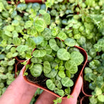 String of Turtles Live Plant, in Pot, Trailing Succulent Plant, Hanging Vine Live Indoor Houseplant